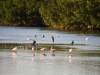 Sanibel Island - ein Paradies für Vogelkenner